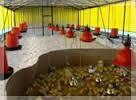 Poultry Production - Online course