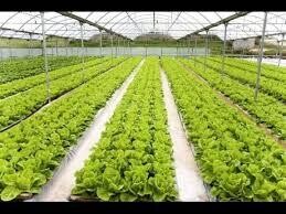 Online course - Hydroponic Production