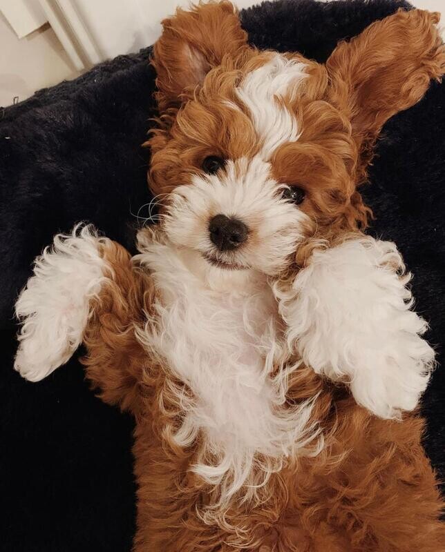 Emily 10 weeks old