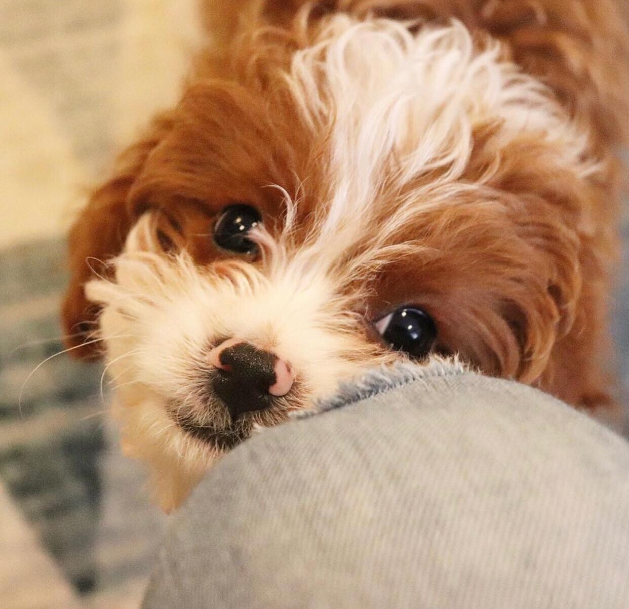 Kaiser 10 weeks old