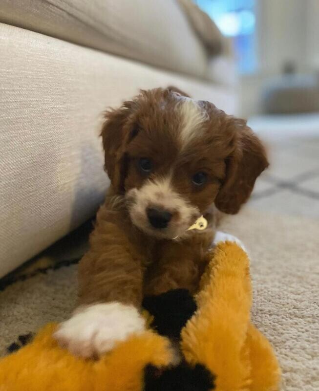 CHARLIE 10 WEEKS OLD