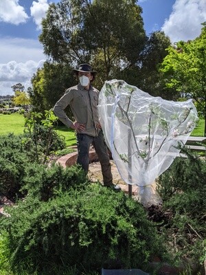 Small tree net