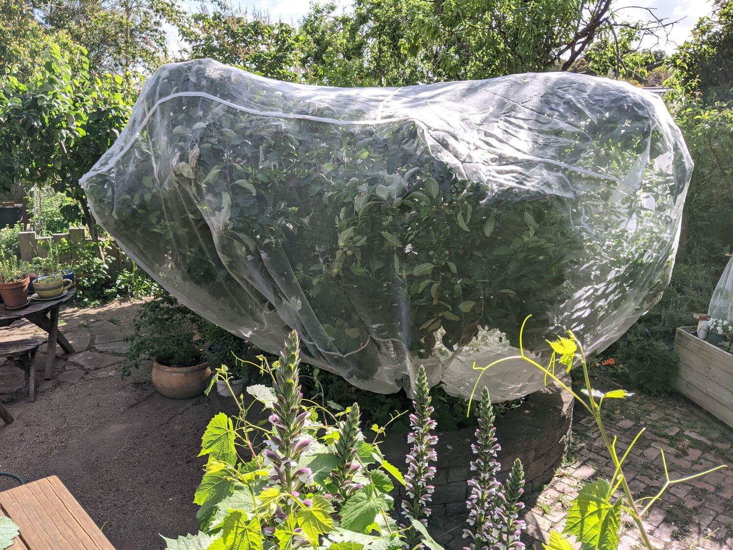 XX Large tree net