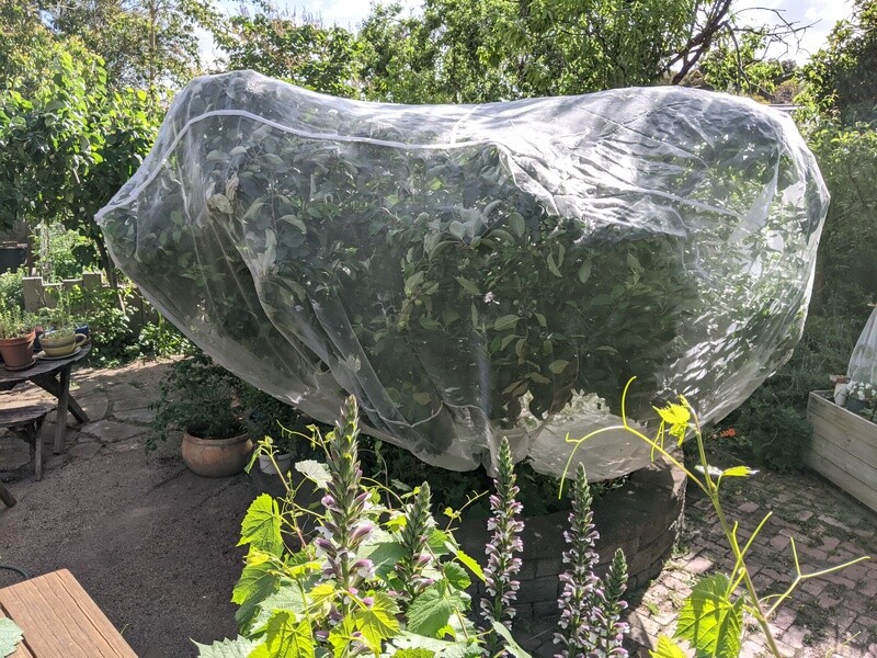 XX Large tree net
