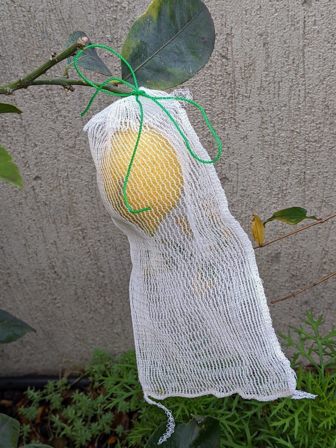 Small bags - 10 pack