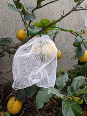 Large bags - 10 pack