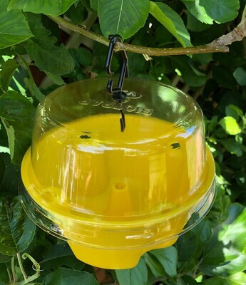 Biotraps for Queensland Fruit Fly
