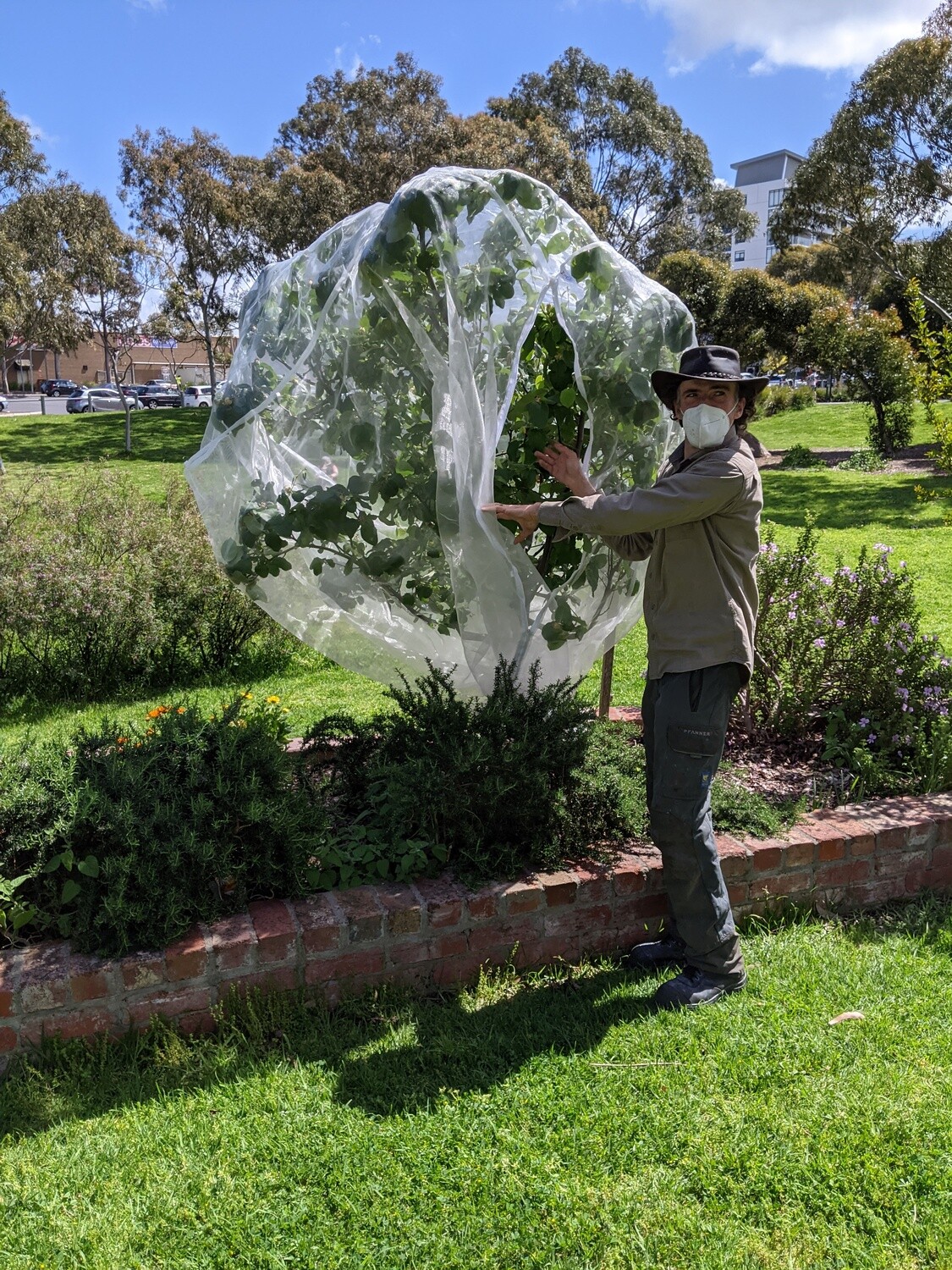 Medium tree net