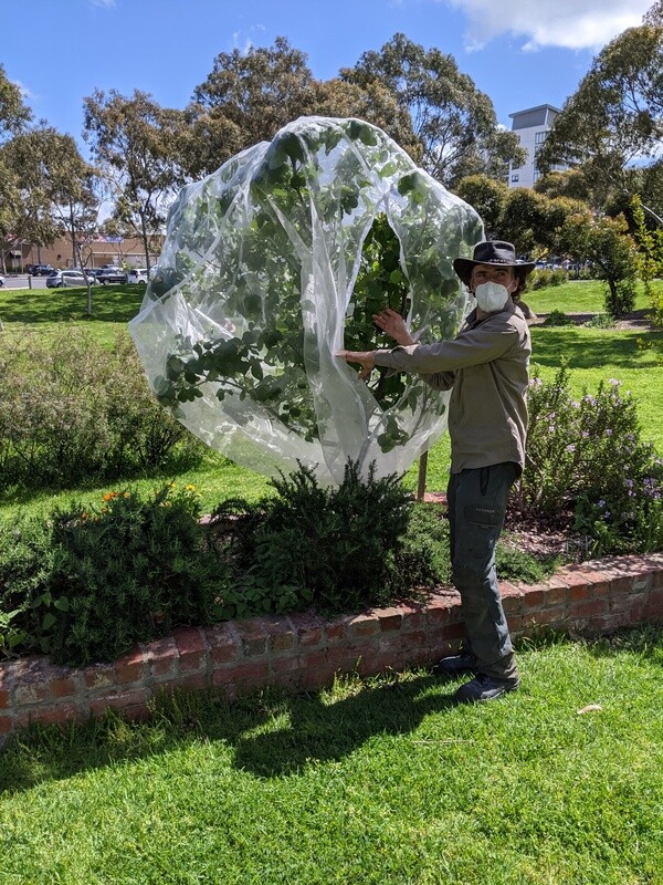 Medium tree net