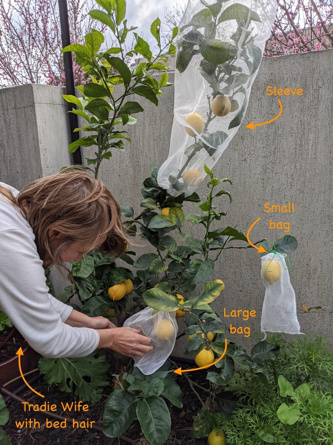 Fruit protection bags and sleeves - Shop - The Fruit Tree Folk