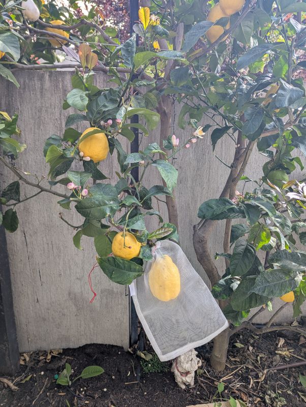 Insect protection bags - Small - 10 pack