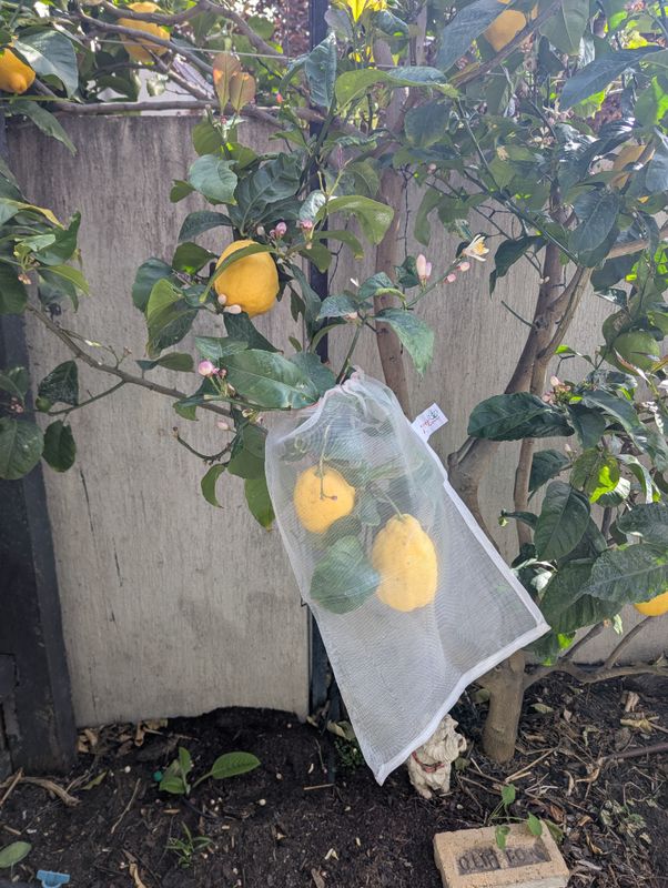 Insect protection bags - Medium - 10 pack