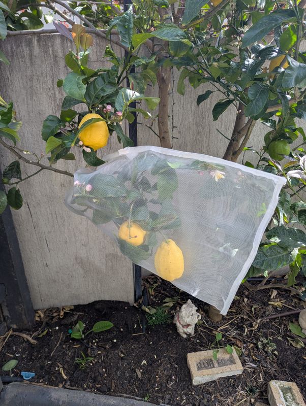 Insect protection bags - Large - 10 pack