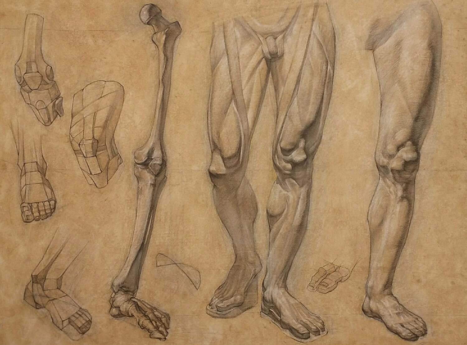 Anatomy of the legs - 23,4 by 31,1 - 59,5x79 cm - Pastel pencil on paper - 2019