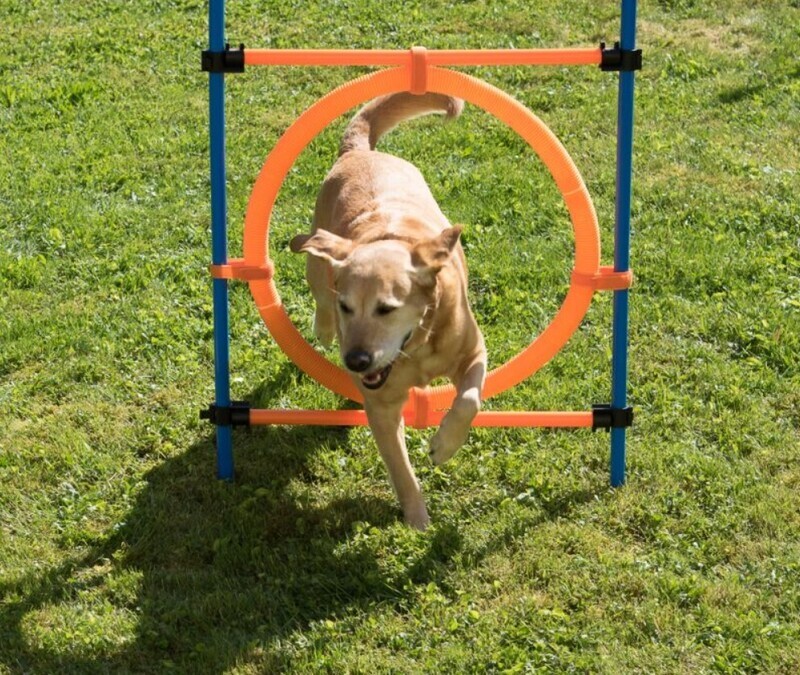 ​Fun &amp; Sport Dog Agility Jumping Hoop Training Set Equipment Outdoor Pet Pole