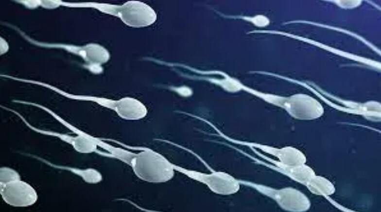 Male infertility treatment pack