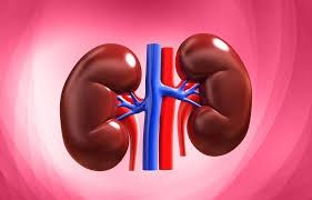 Kidneys, urinary tract