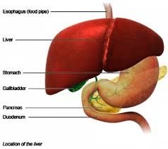 Liver , gallbladder