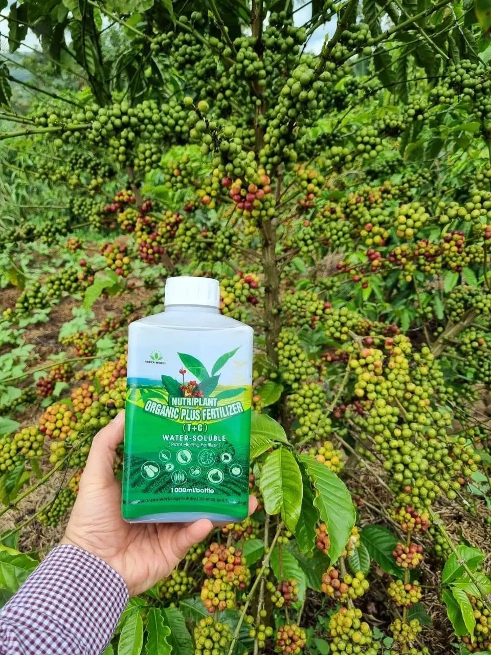 Nutriplant Organic Plus Fertilizer For coffee and tea-1 litre