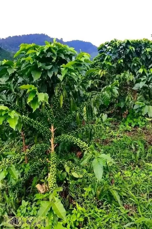 Nutriplant Organic Plus Fertilizer  on Coffee and tea