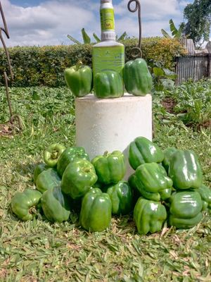 Nutriplant Organic Plus Fertilizer on vegetables