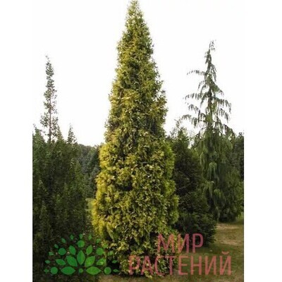 Туя западная Aurescens (Ауресценс) 15 см