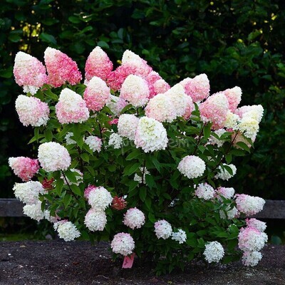 Гортензия метельчатая Pink &amp; Rose (Пинк Энд Роуз) 10 см