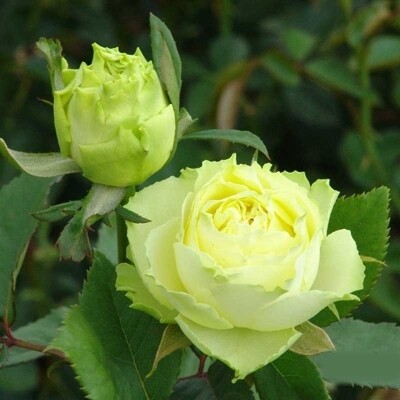 Роза Лимбо (чайно-гибридные)