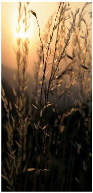 Roll-Up panorama campestre destra