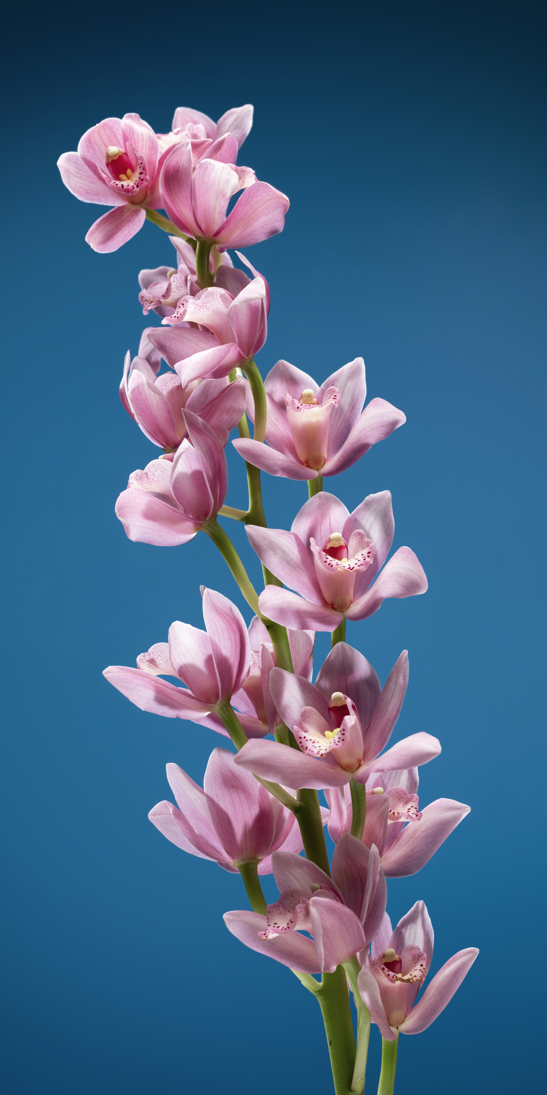 Roll-Up fiore rosa verso sinistra