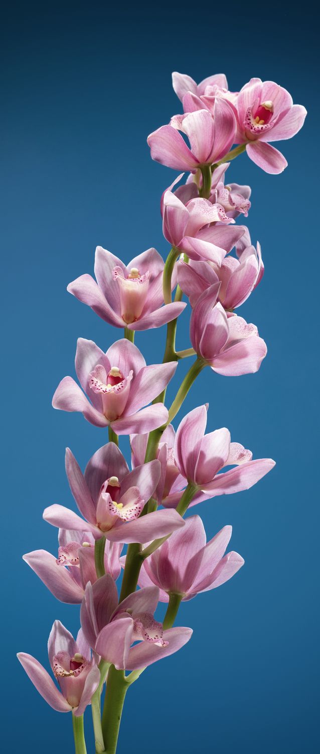 Roll-Up fiore Rosa verso destra, Dimensione: CEAA512 larghezza 85 cm