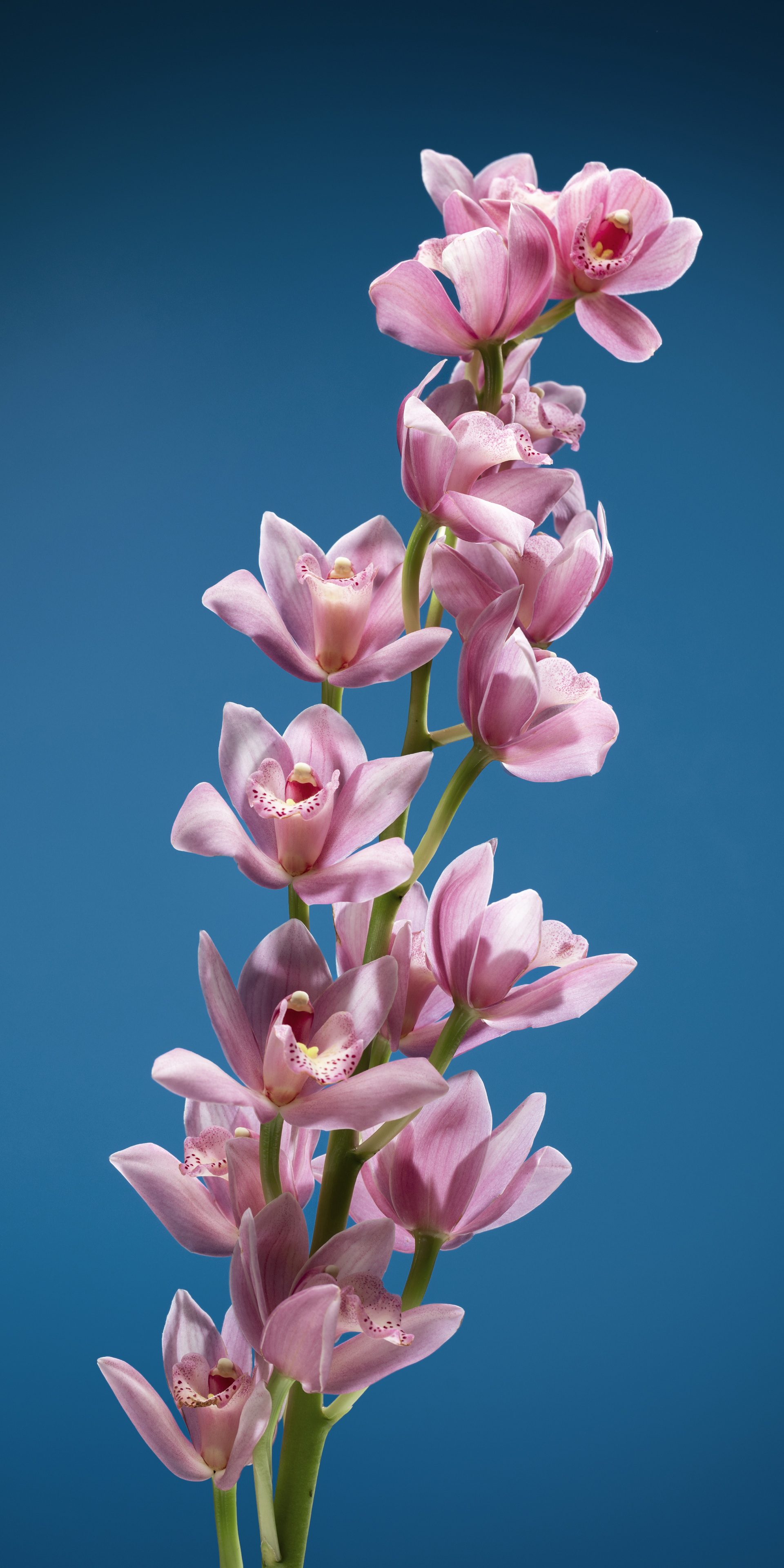 Roll-Up fiore Rosa verso destra