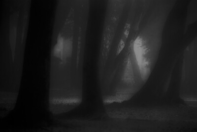 Alberi / Trees (bianconero-B/W)