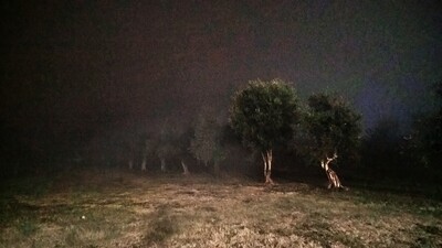 Alberi / Trees  (colore - color)