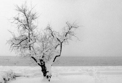 la Neve   /   Snow
