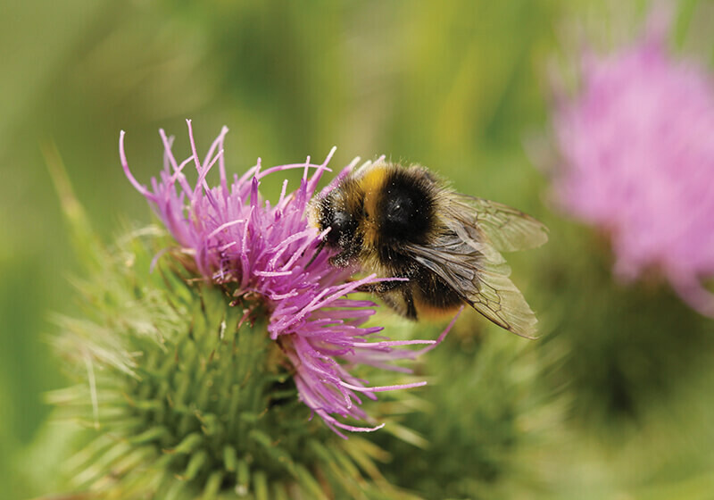 Beekeeping Experience Day
