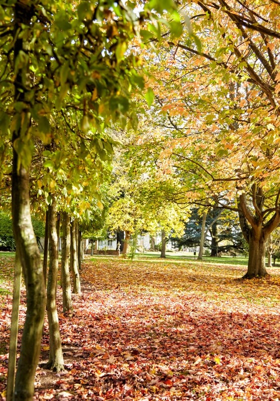 Arboretum Tour and Lunch or Afternoon Tea - Autumn