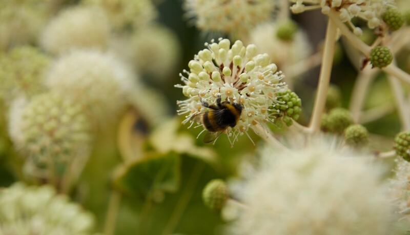 Arboretum Tour and Lunch or Afternoon Tea - Summer