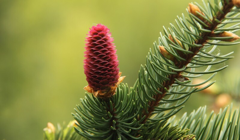Garden Open Day - Sunday 18th May