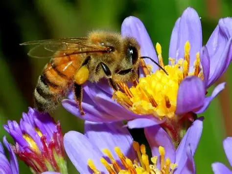 Beekeeping Experience Day