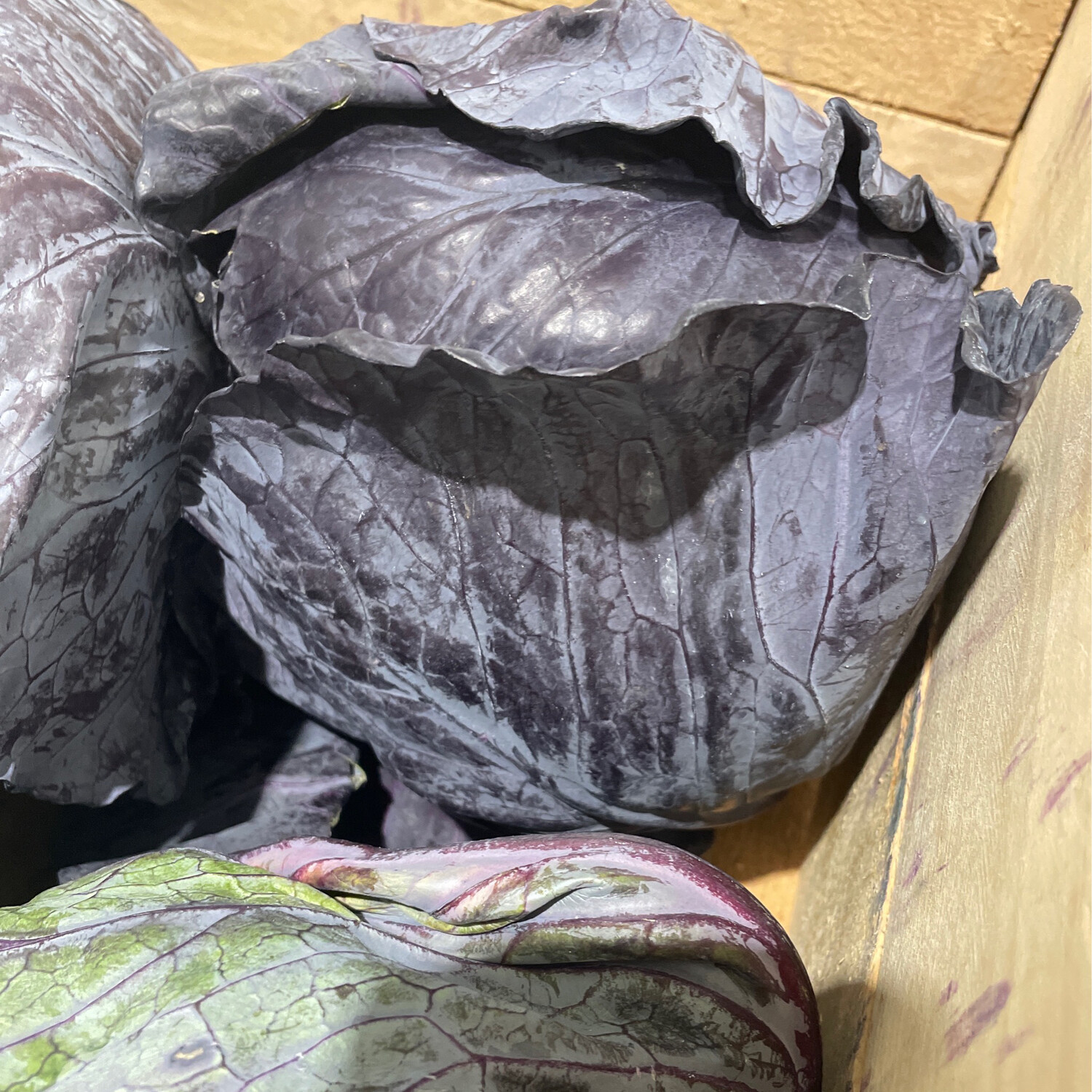 Cabbage Red
