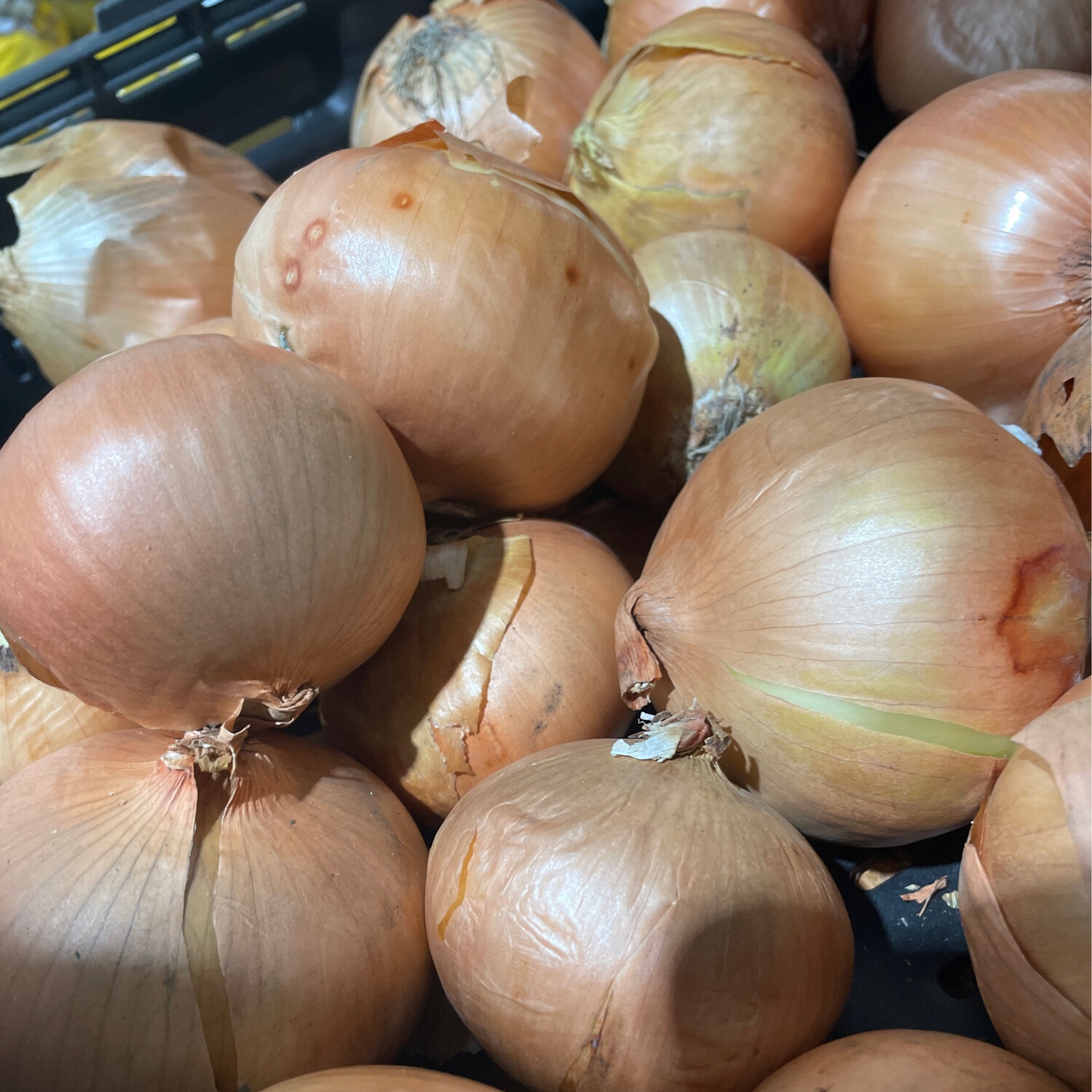 Brown Onion 500g