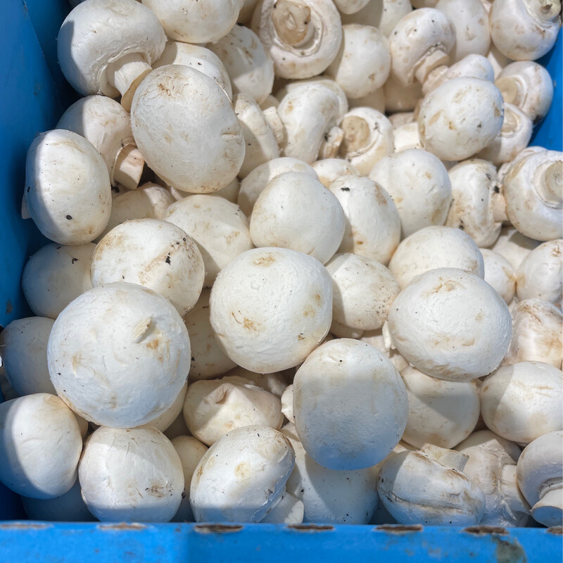 Mushroom 500g
