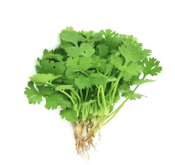 Coriander