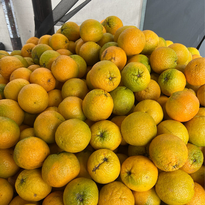 Oranges - Valencia 500g