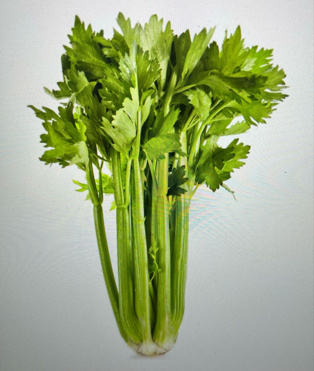 Celery