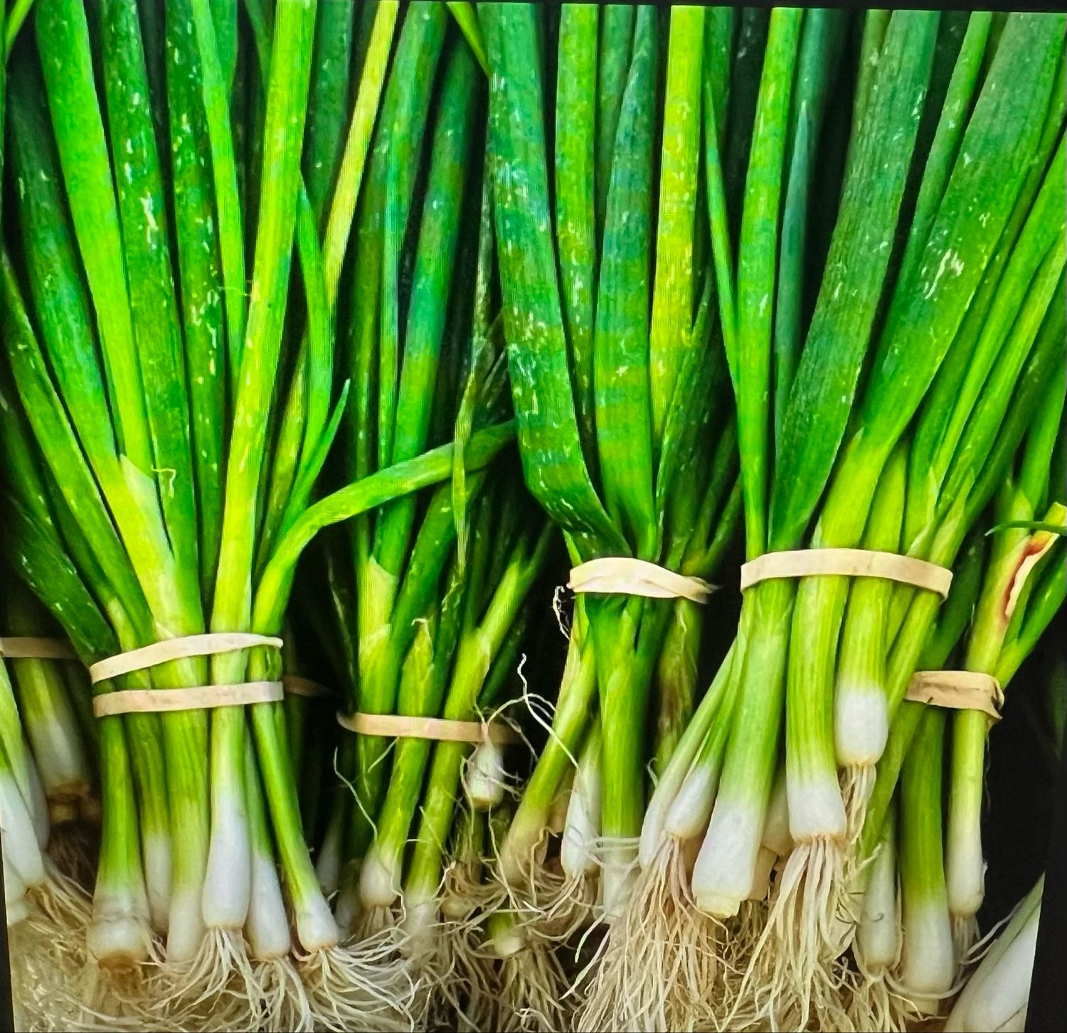 Shallots