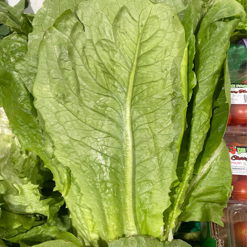 Lettuce Cos