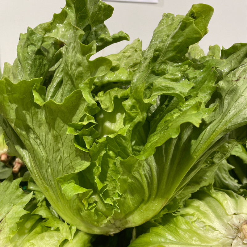 Lettuce Iceberg