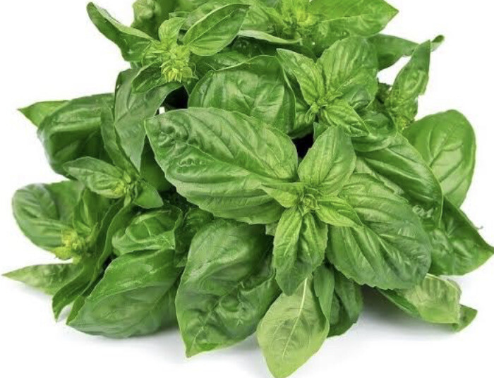 Basil